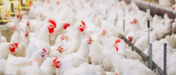 Властите в Нидерландия откриха огнище на много заразен щам на